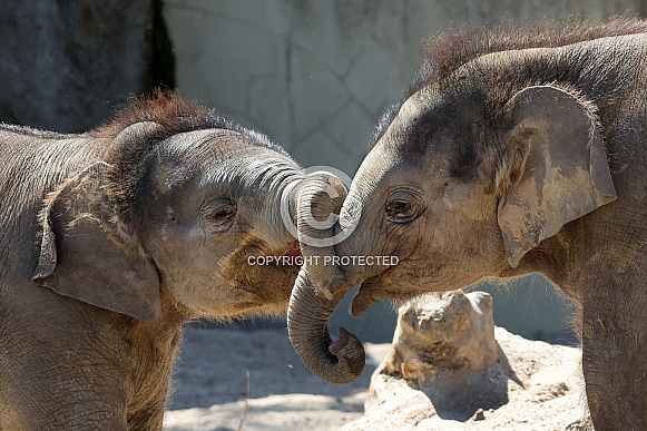 Young elephant (Elephas maximus)