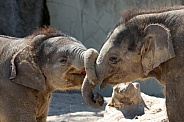 Young elephant (Elephas maximus)