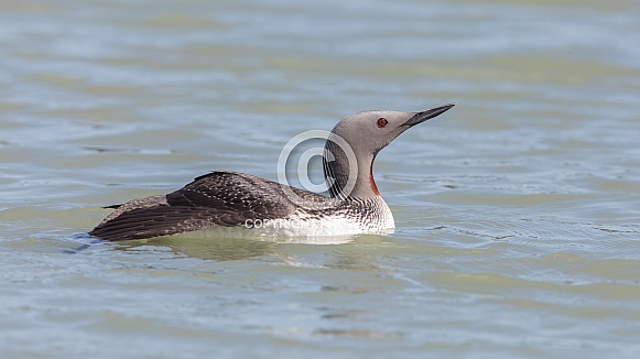 Red-throated Loon Swimming in the Lake Red-throated Loon Swimming in the Lake