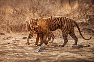 Beautiful tiger in the nature habitat. Tiger pose in amazing light. Wildlife scene with wild animal. Indian wildlife. Indian tiger. Panthera tigris tigris.