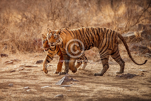 Beautiful tiger in the nature habitat. Tiger pose in amazing light. Wildlife scene with wild animal. Indian wildlife. Indian tiger. Panthera tigris tigris.