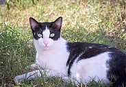 Young black and white cat looking at camera