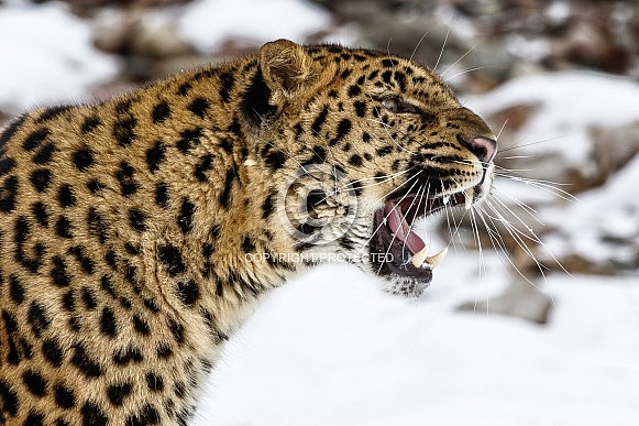 Amur Leopard-Leopard Snarl Amur Leopard-Leopard Snarl
