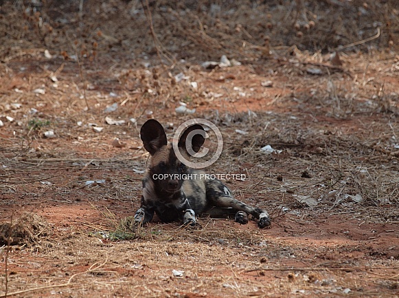 African Wild Dog (Painted dog) African Wild Dog (Painted dog)