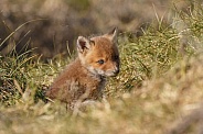 Red fox cubs in there natural habitat