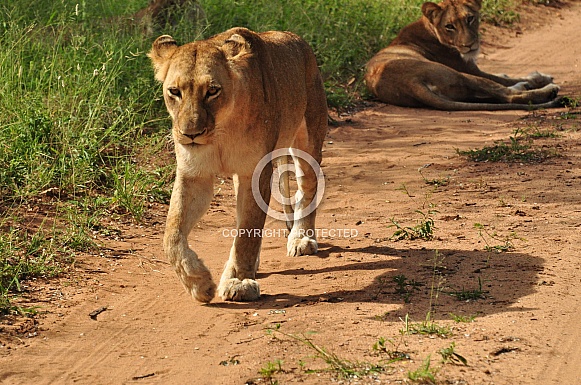 Lionesses