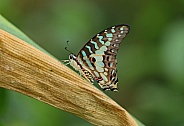 Common Swordtail