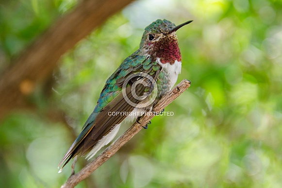 Broad-tailed Hummingbird (Male) Broad-tailed Hummingbird (Male)