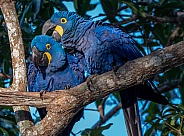 Preening Hyacinth Macaws