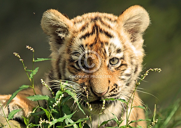 Siberian Tiger