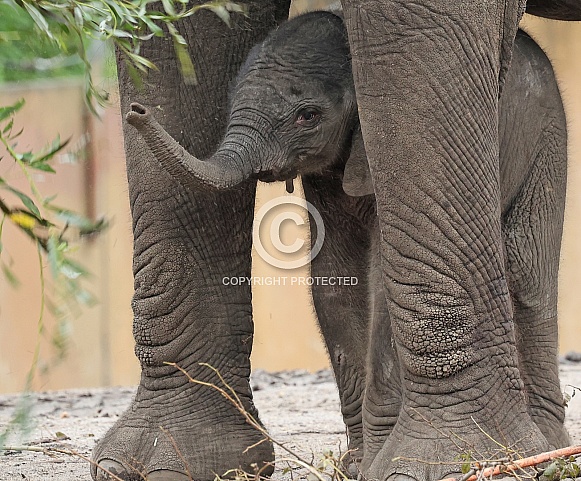Young african elephant