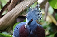 Western crowned pigeon (Goura cristata)
