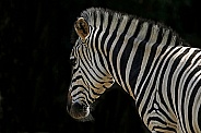 Chapman's Zebra