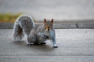 Squirrel