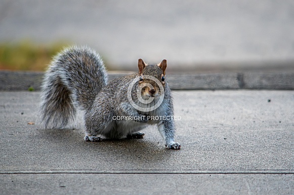 Squirrel