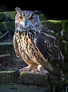 Eurasian eagle-owl (Bubo bubo)