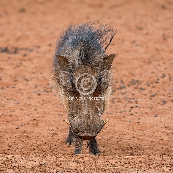 Warthog Warthog