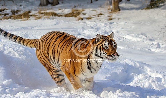 Siberian Tiger in deep snow Siberian Tiger in deep snow