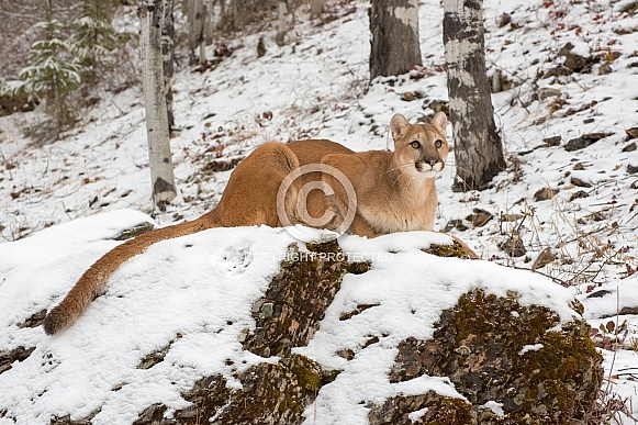 Mountain Lion Mountain Lion