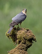 Sparrowhawk Male