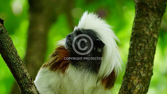 Cotton-Top-Tamarin Cotton-Top-Tamarin