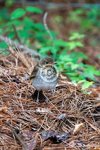 Swainson's Thrush