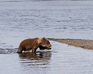 Bear cub crossing the water to land