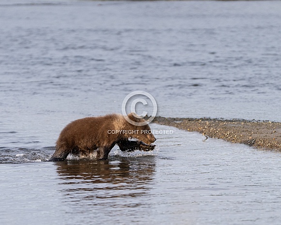 Bear cub crossing the water to land Bear cub crossing the water to land