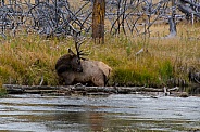 Bull Elk bathing in the Madison River