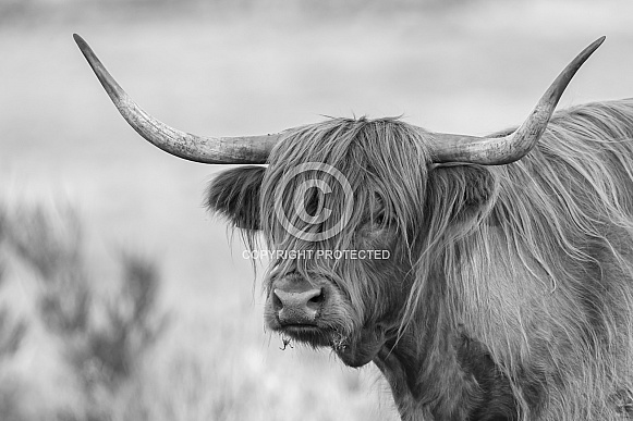 Highland Cattle