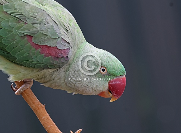 Alexandrine Parakeet