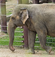 Asian Elephant