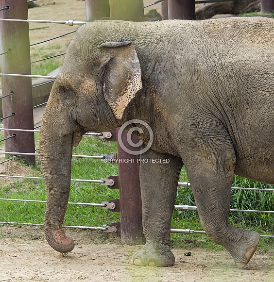 Asian Elephant