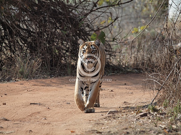 Bengal Tiger Bengal Tiger