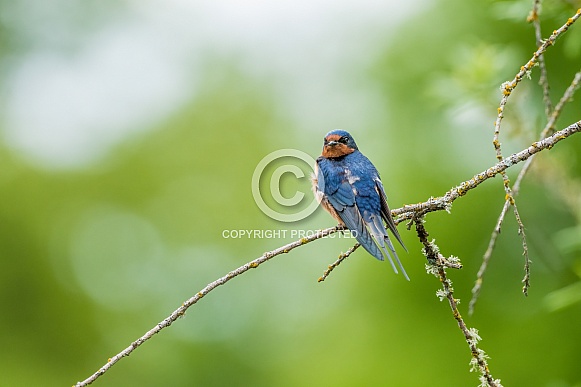Barn Swallow Barn Swallow