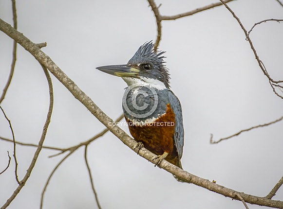 Ringed Kingfisher