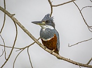 Ringed Kingfisher