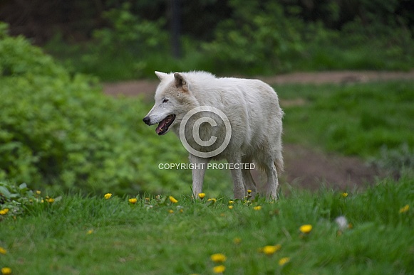 Arctic Wolf Arctic Wolf