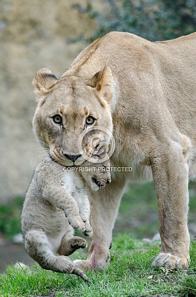 Lioness and cub