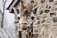 Rothchild's Giraffe Head Shot Looking At Camera