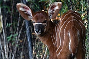 Bongo Antelope Calf Young Baby