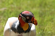 King Vulture