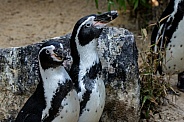 Penguins Close Up