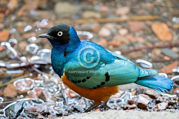 Superb Starling (Lamprotornis superbus) Superb Starling (Lamprotornis superbus)
