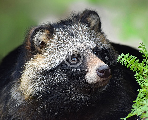 Raccoon Dog Raccoon Dog