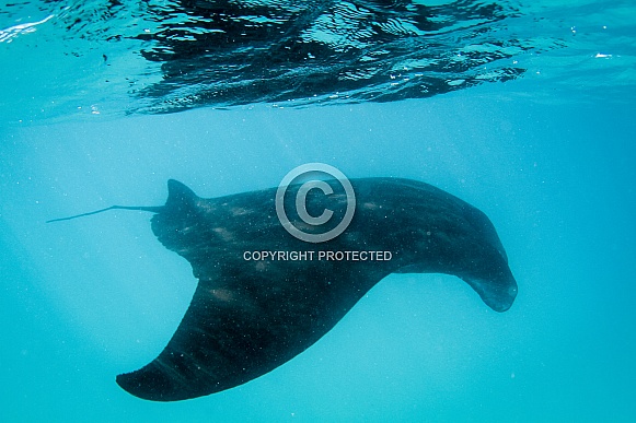 Manta Ray Manta Ray