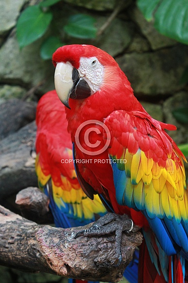 Scarlet Macaw