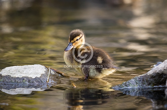 Mallard Duckling