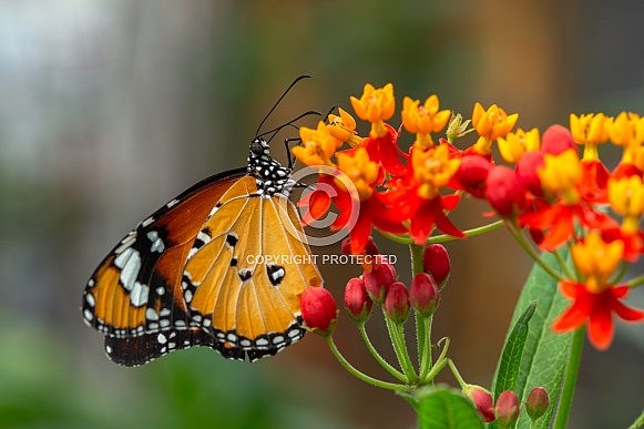 Donaus chrysippus, plain tiger on flower