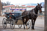 Harness horse and buggy